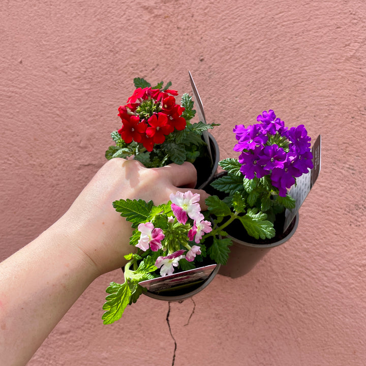Verbena Mix – Lucky Dip UK Grown