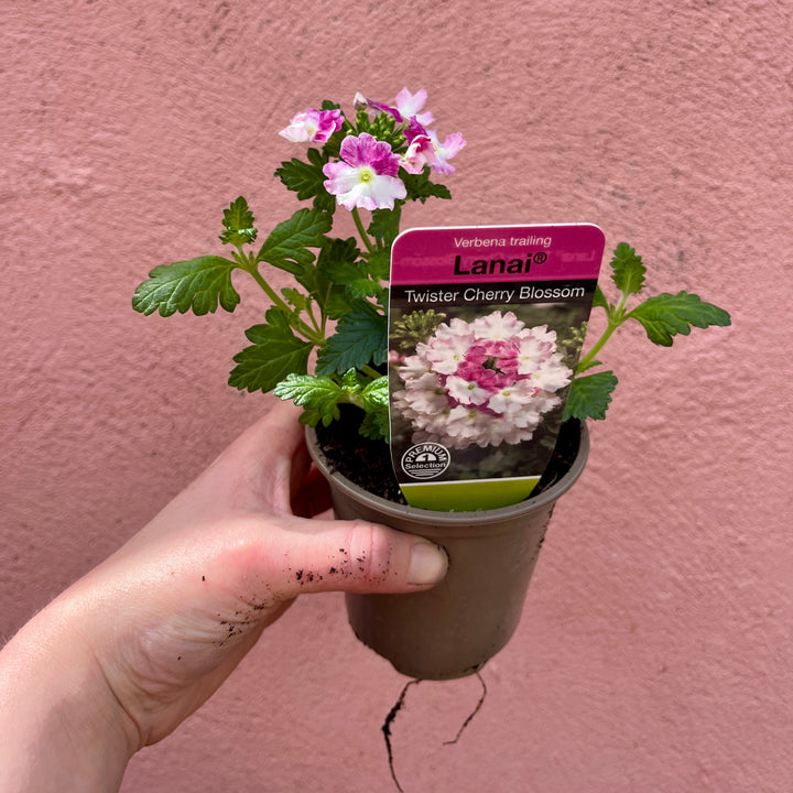 Verbena Mix – Lucky Dip UK Grown