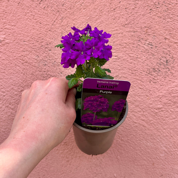 Verbena Mix – Lucky Dip UK Grown