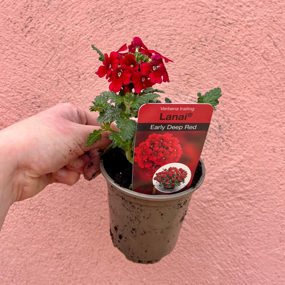 Verbena Mix – Lucky Dip UK Grown