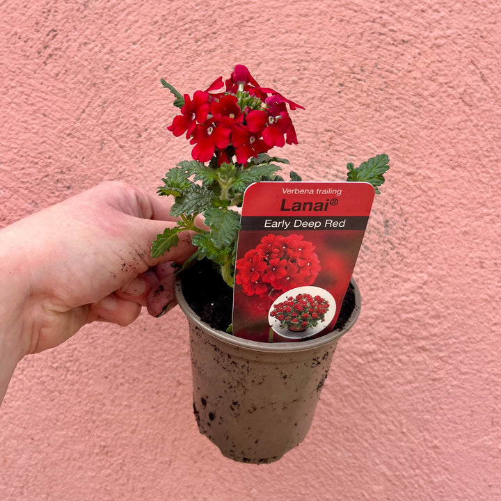 Verbena Mix – Lucky Dip UK Grown