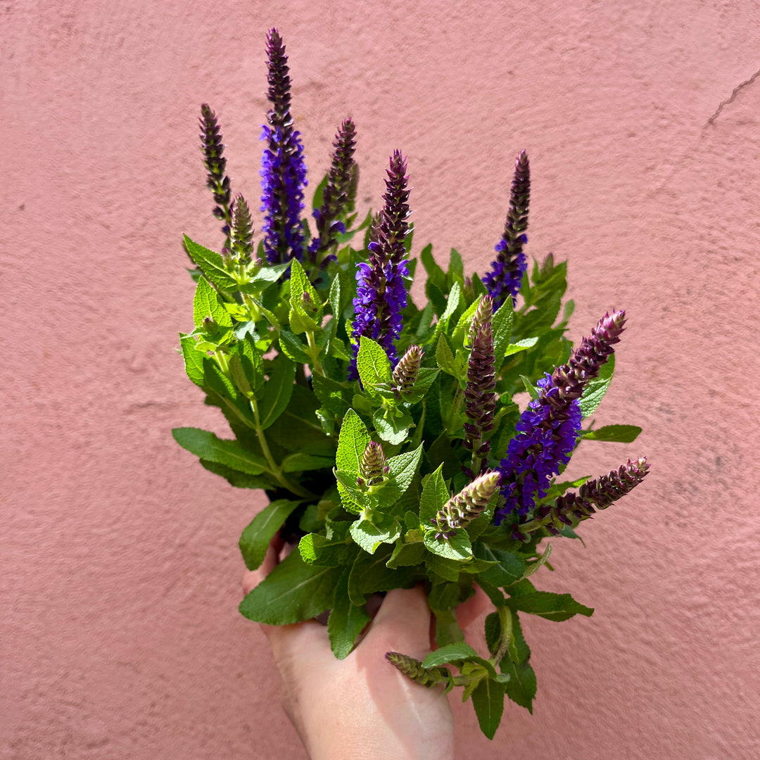 Salvia nemorosa ‘Ostfriesland’