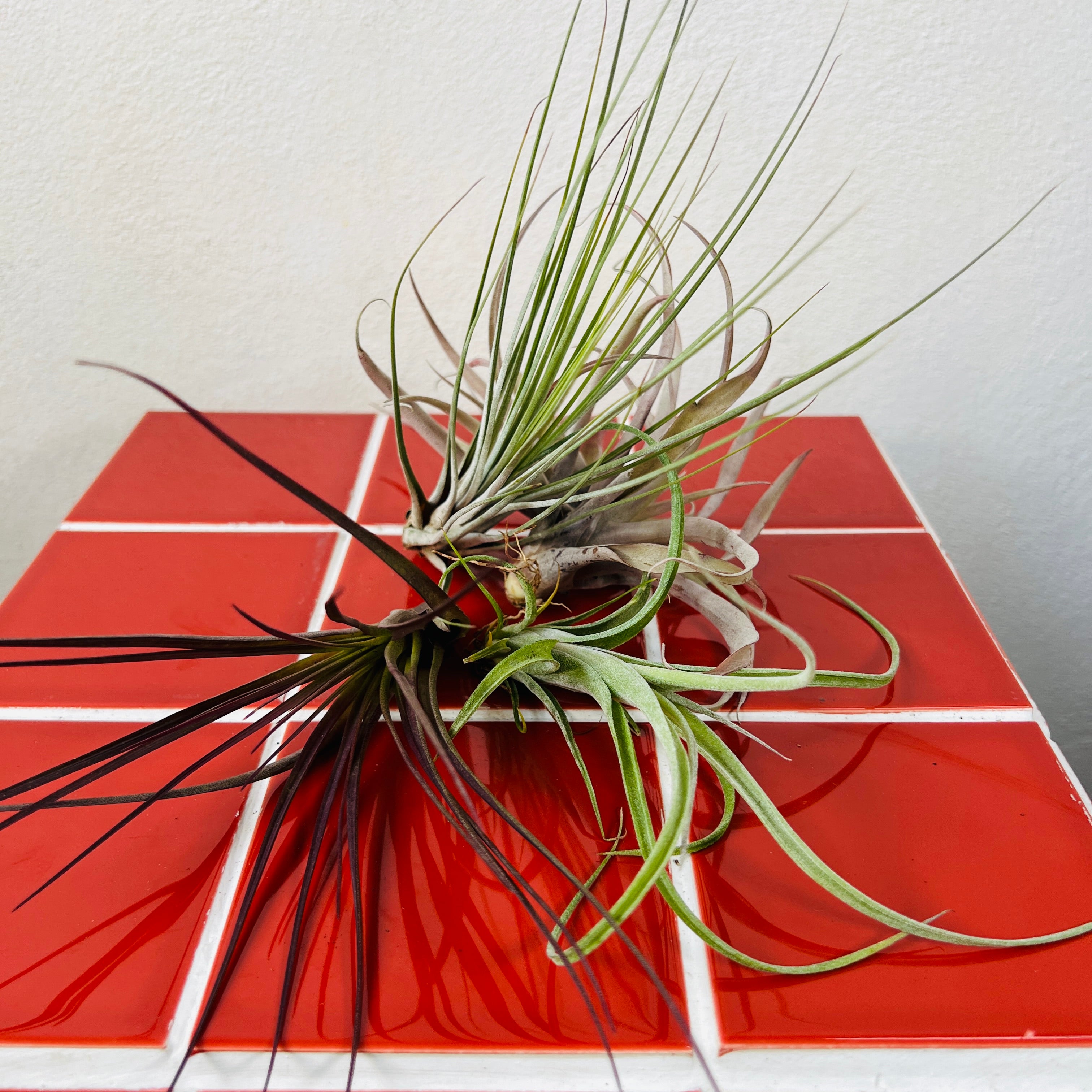 Air Plants (Tillandsia) | Soil-Free, Sculptural & Easy-Care