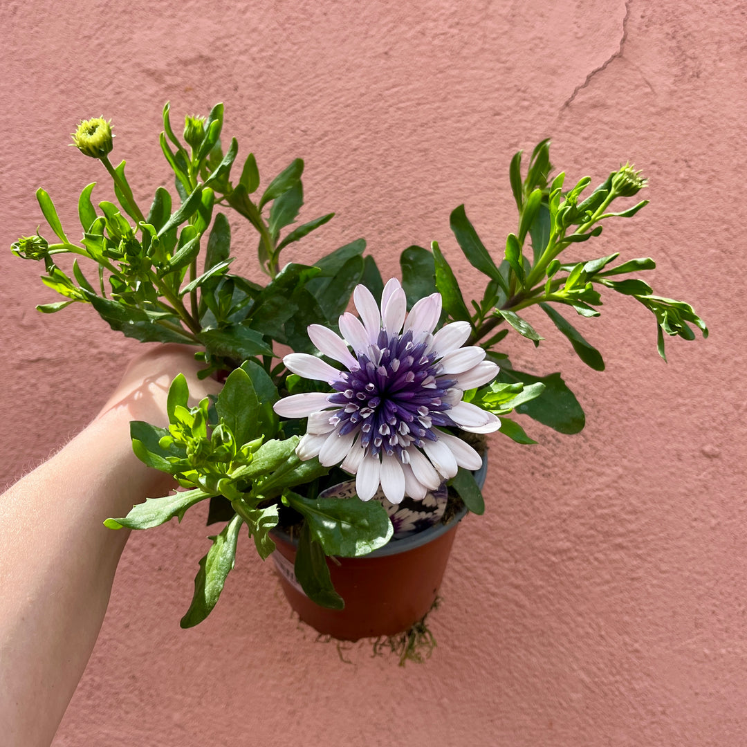 Osteospermum ‘Double Blue Ice’ – UK Grown