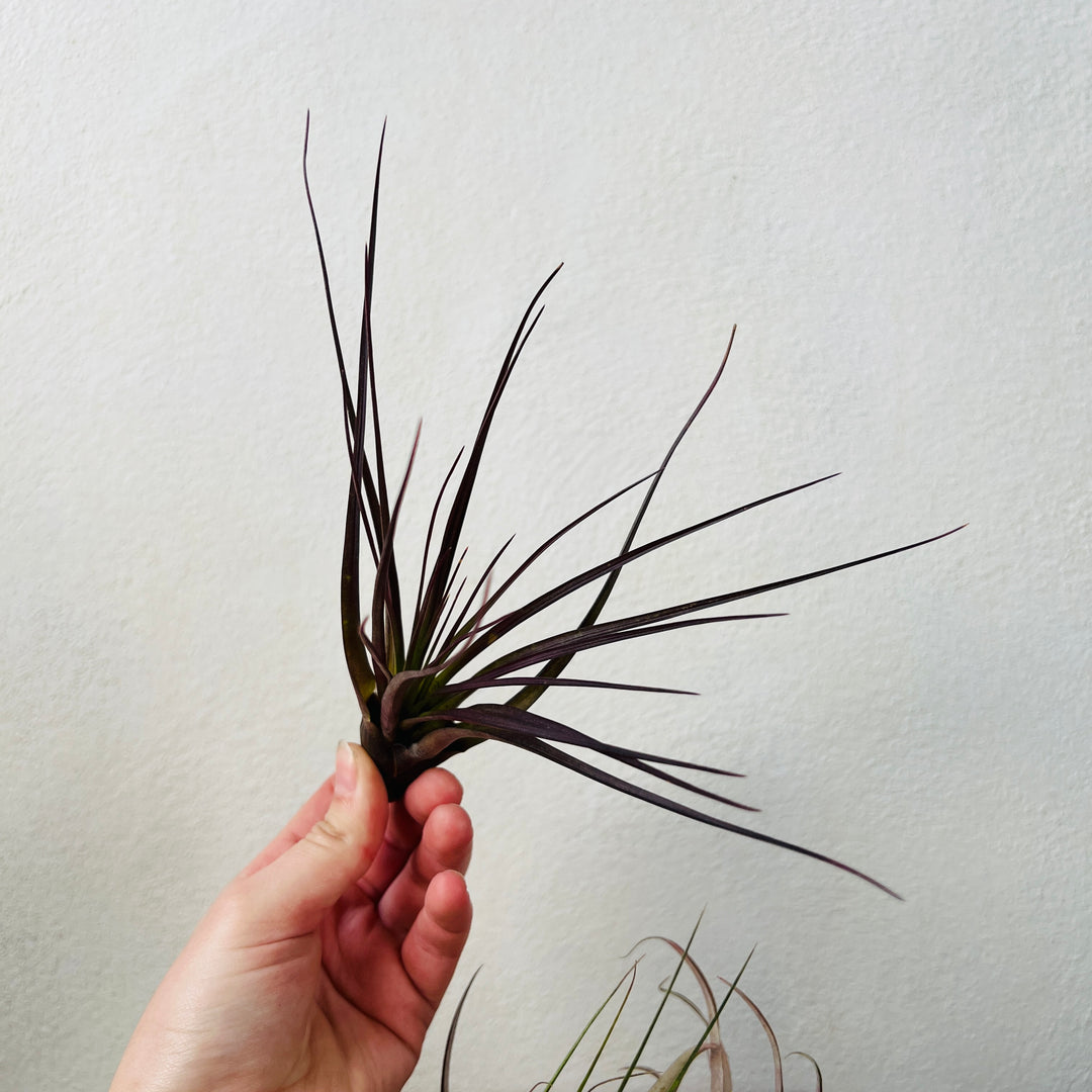 Tillandsia Lucky Dip – Mystery Air Plant Magic