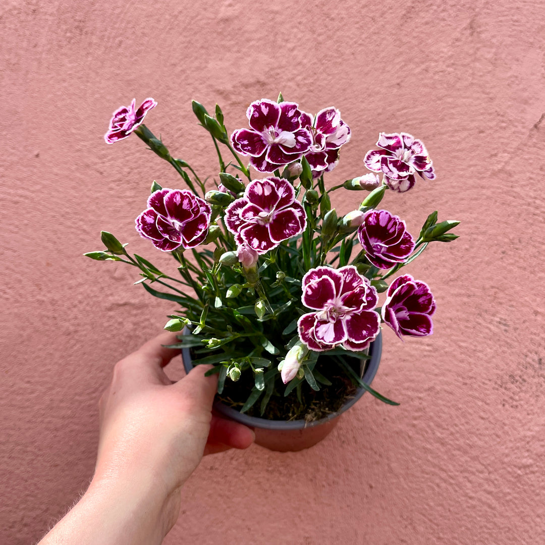 Dianthus ‘Charmy’ – UK Grown
