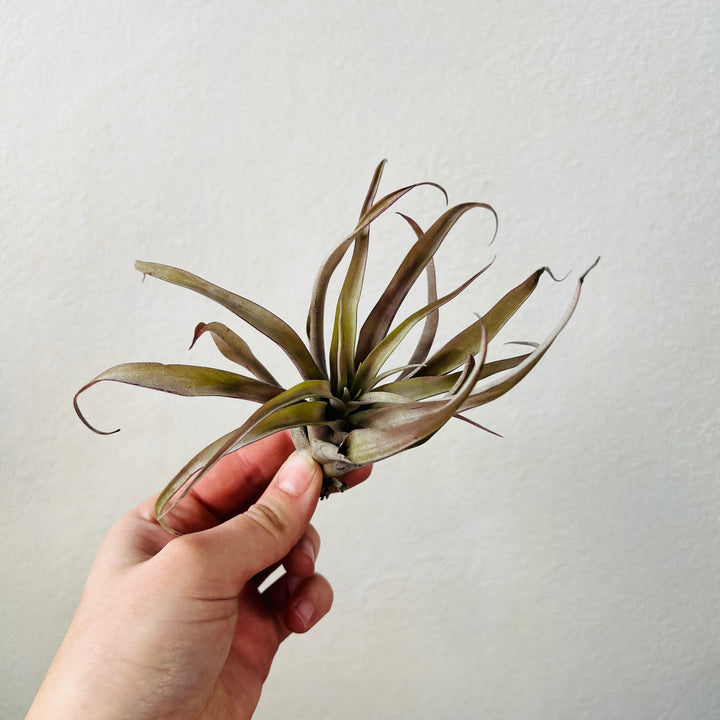 Tillandsia Lucky Dip – Mystery Air Plant Magic