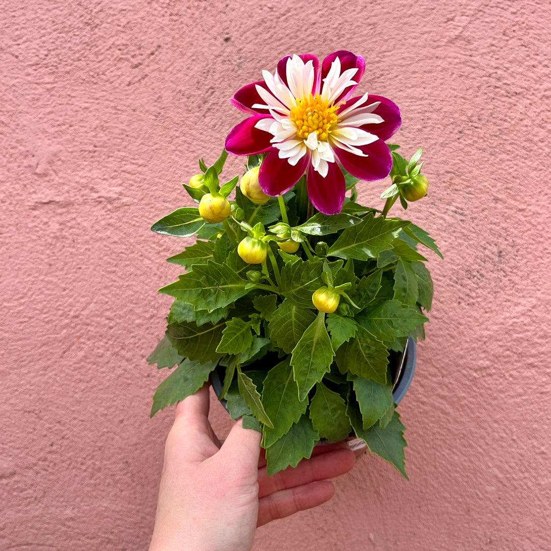 Dahlia ‘Becky’ – UK Grown
