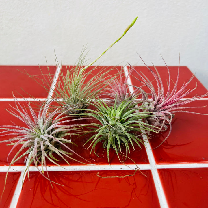 Tillandsia Lucky Dip – Mystery Air Plant Magic