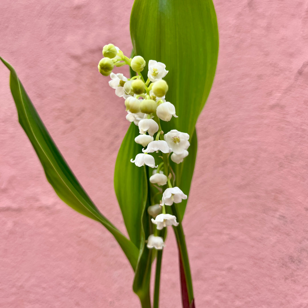Convallaria majalis – Lily of the Valley
