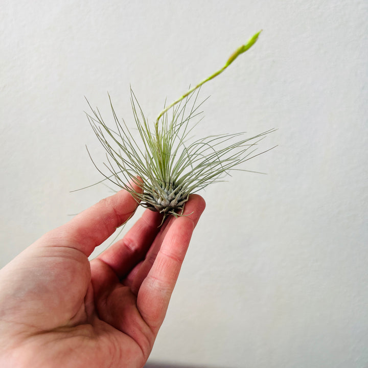 Tillandsia Lucky Dip – Mystery Air Plant Magic