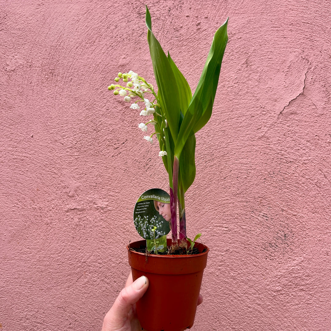 Convallaria majalis – Lily of the Valley