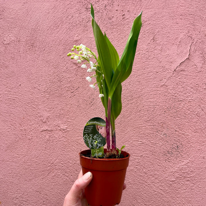 Convallaria majalis – Lily of the Valley