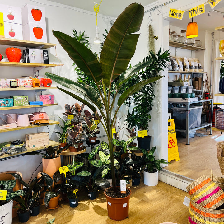 Musa ‘Nono’ Pink Variegated – Banana Plant