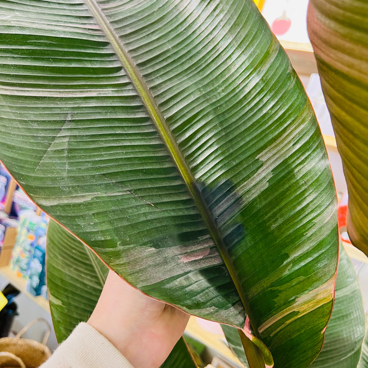 Musa ‘Nono’ Pink Variegated – Banana Plant
