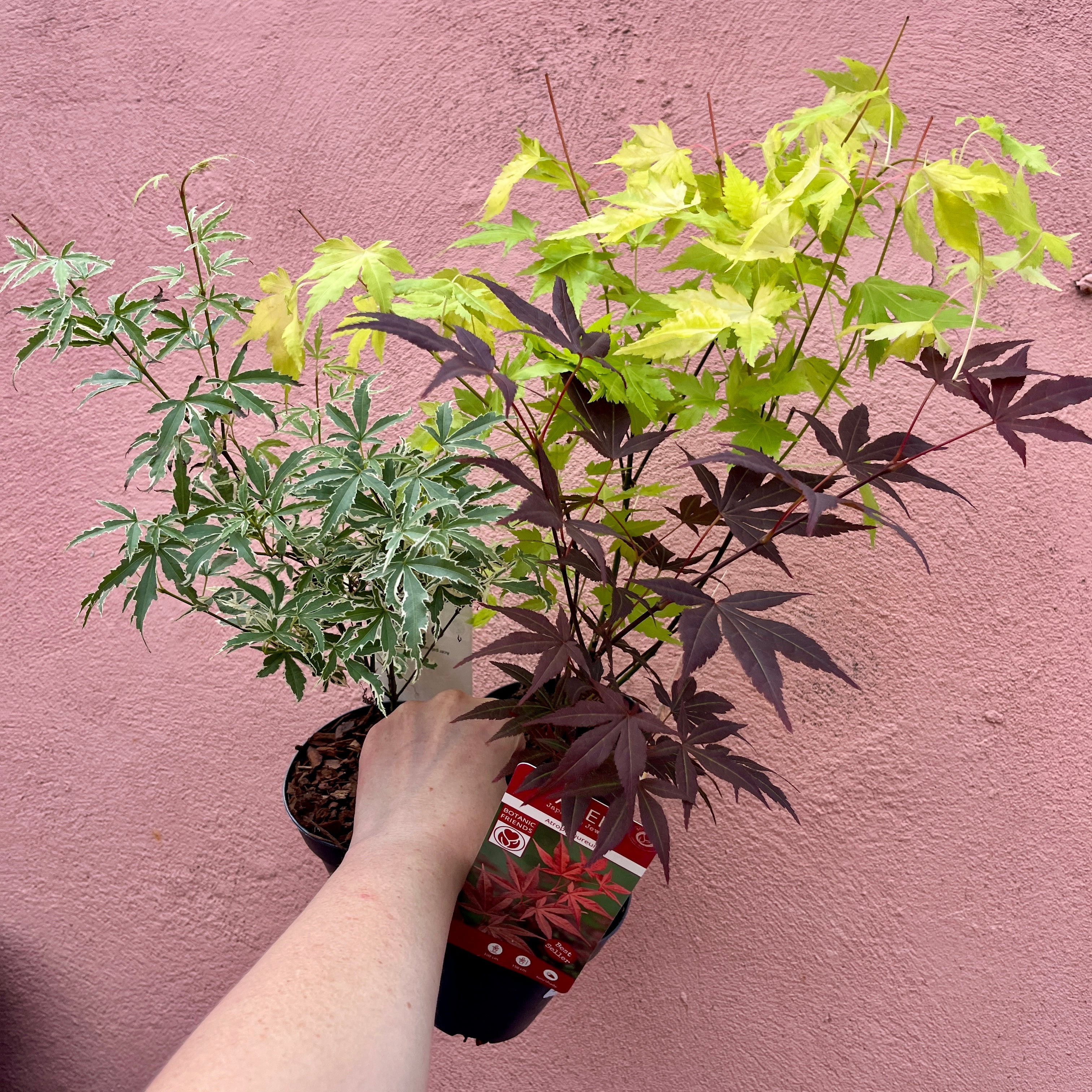Outdoor plants