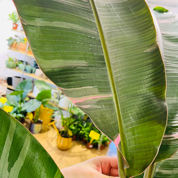 Musa ‘Nono’ Pink Variegated – Banana Plant