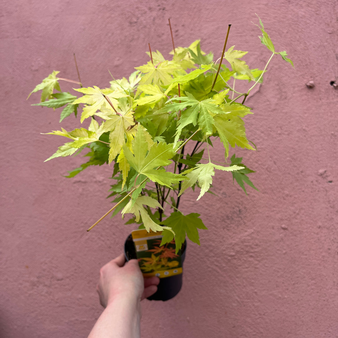 Acer Mini Mix