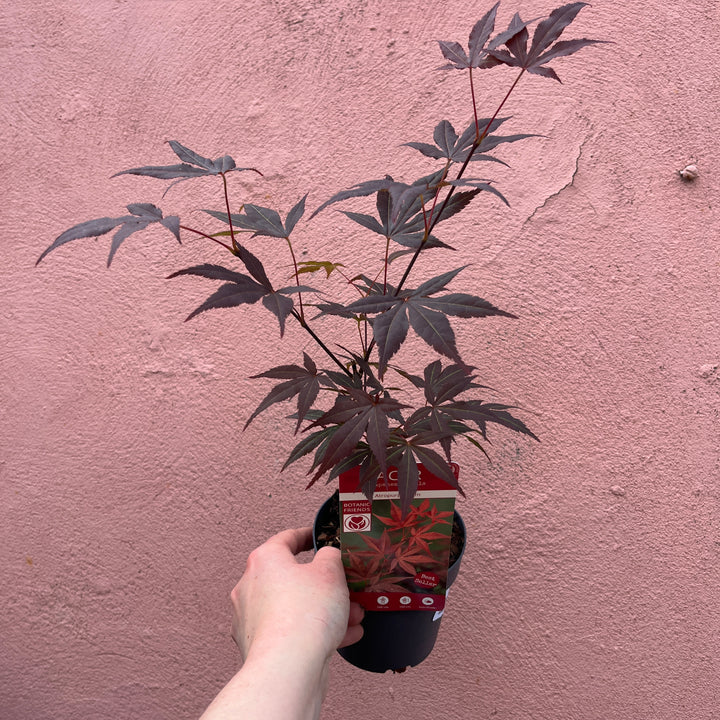 Acer Mini Mix