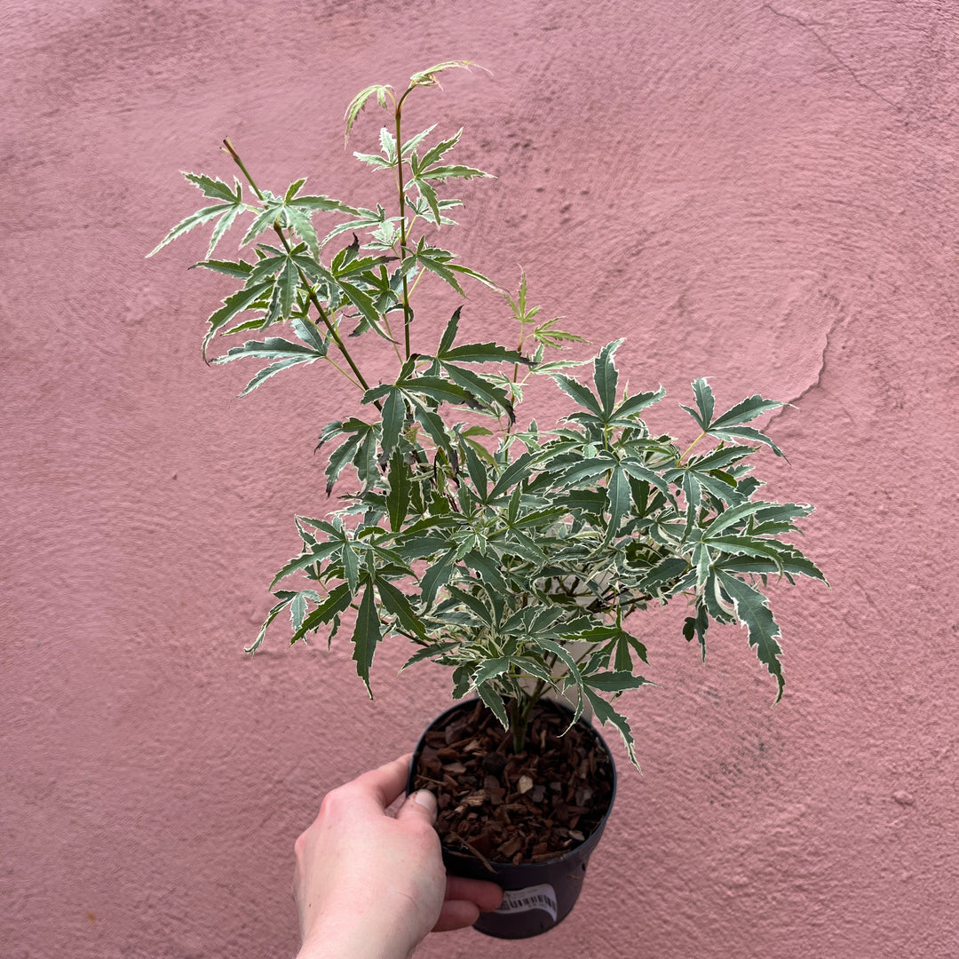 Acer Mini Mix