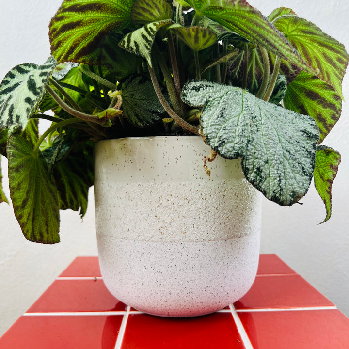 Bordeaux Ceramic Stoneware Pot