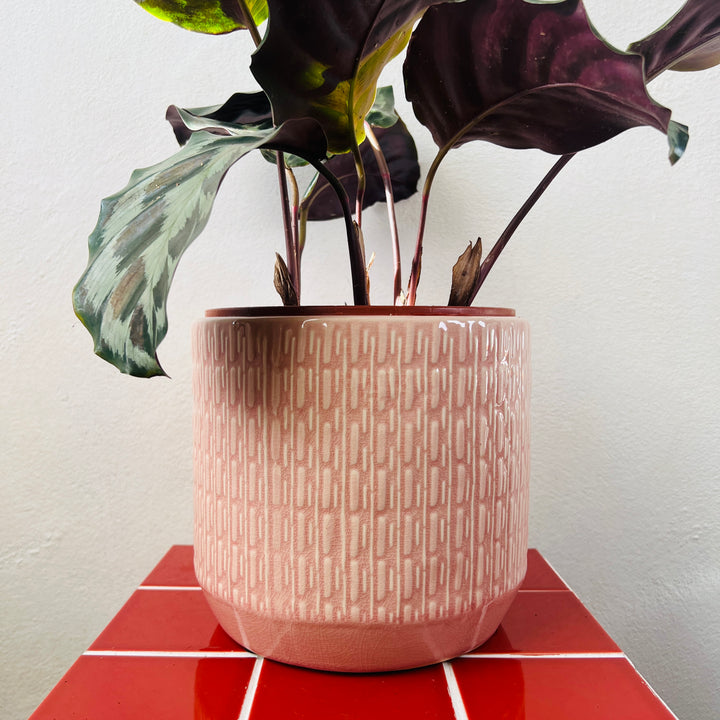 Godford Textured Ceramic Pot