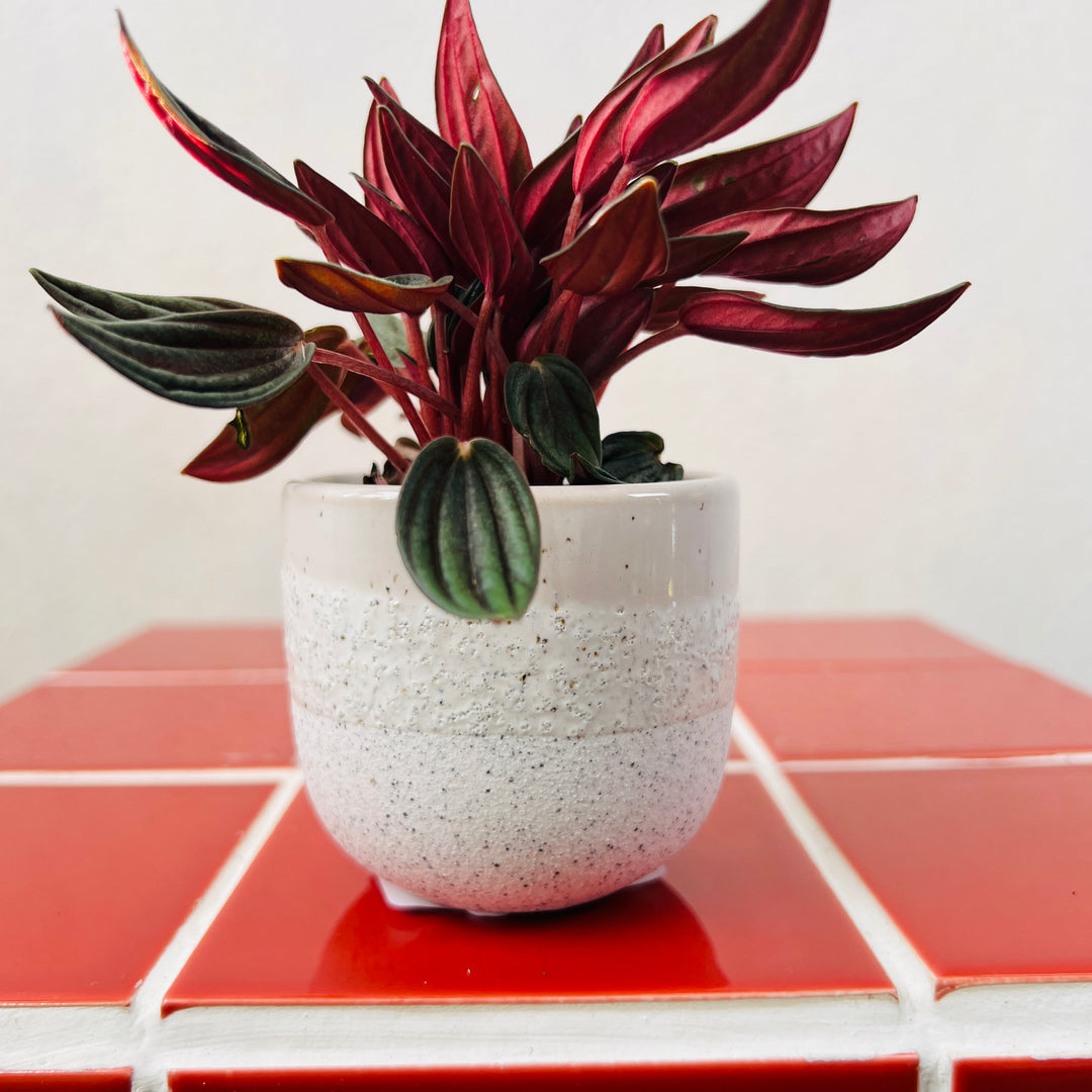 Bordeaux Ceramic Stoneware Pot