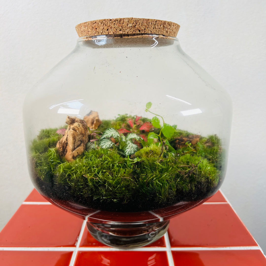 Plant.Studio 'Hidden World' Terrarium