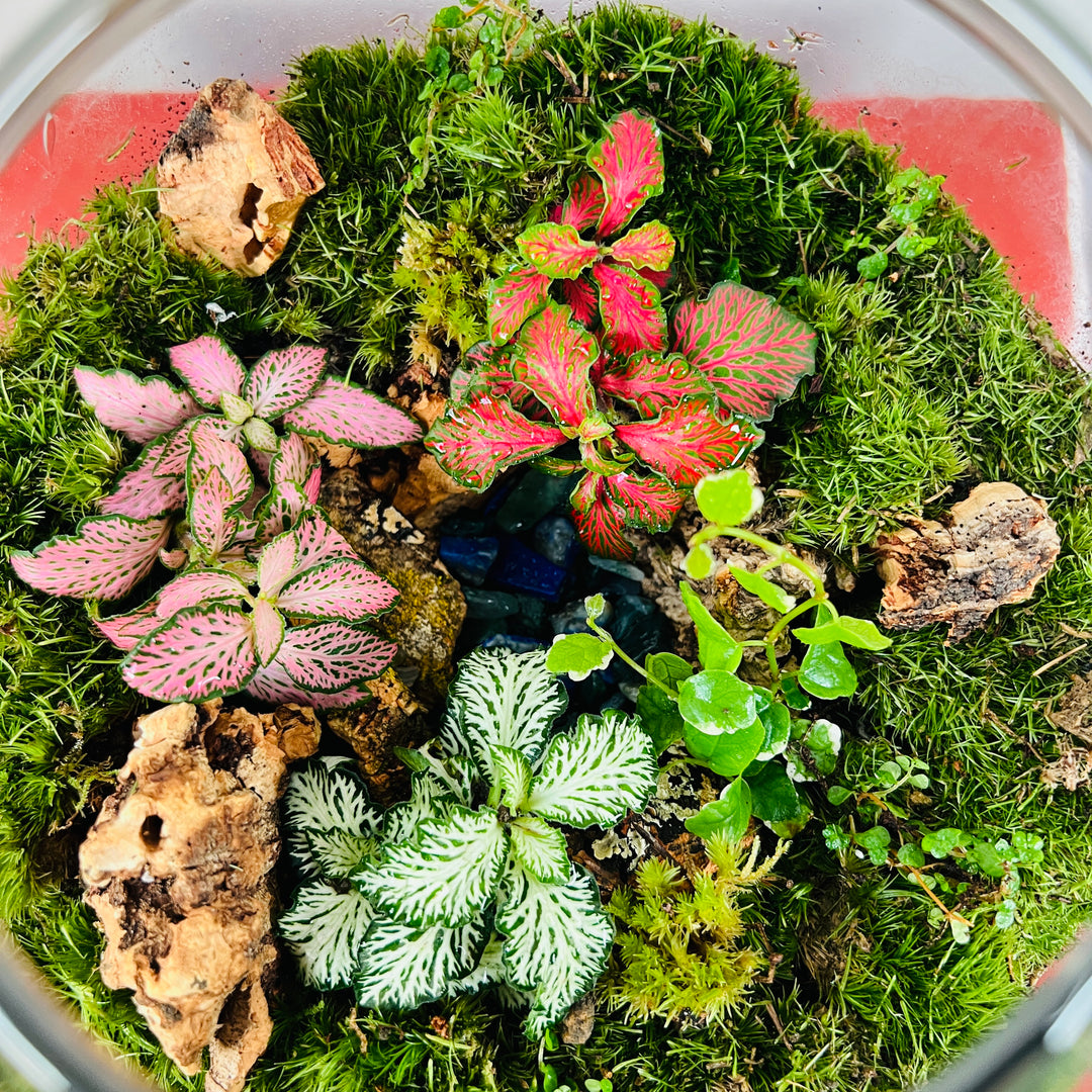 Plant.Studio 'Hidden World' Terrarium