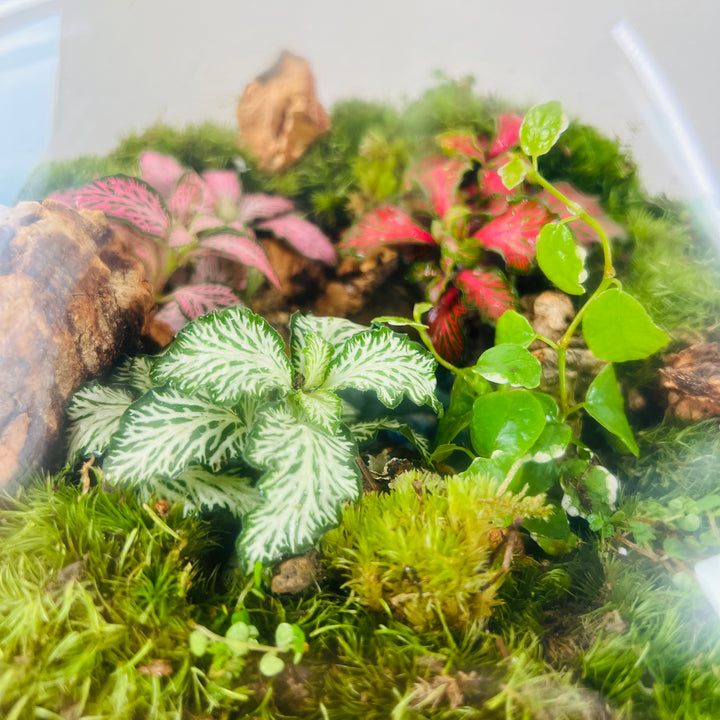 Plant.Studio 'Hidden World' Terrarium