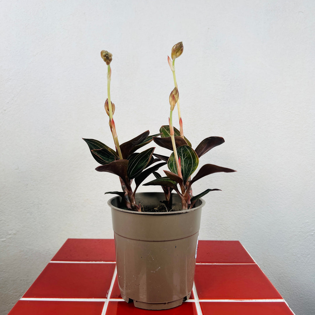 Ludisia Discolor (Jewel Orchid)