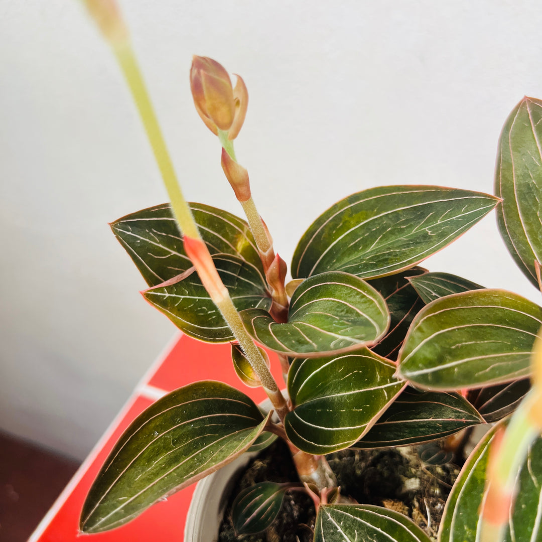 Ludisia Discolor (Jewel Orchid)