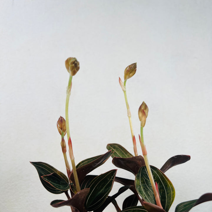 Ludisia Discolor (Jewel Orchid)