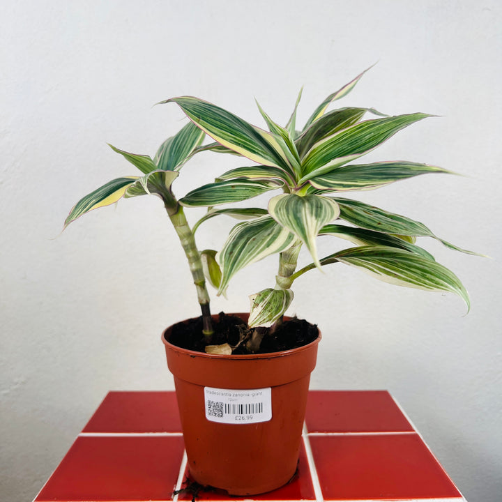 Tradescantia Zanonia -Giant Silver Inch Plant Indoor Houseplant