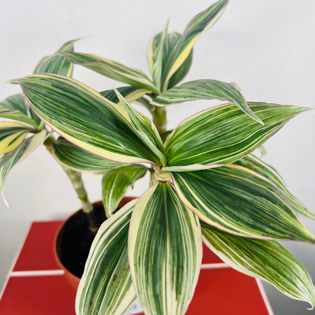 Tradescantia Zanonia -Giant Silver Inch Plant Indoor Houseplant