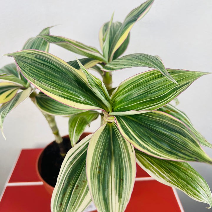 Tradescantia Zanonia -Giant Silver Inch Plant Indoor Houseplant