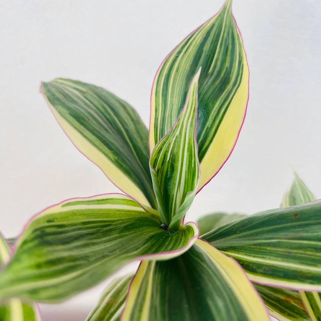 Tradescantia Zanonia -Giant Silver Inch Plant Indoor Houseplant
