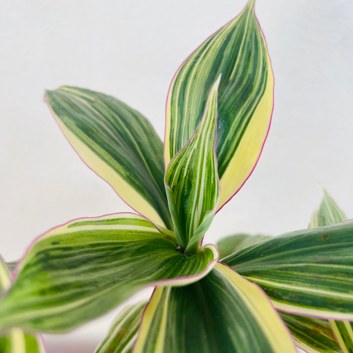 Tradescantia Zanonia -Giant Silver Inch Plant Indoor Houseplant