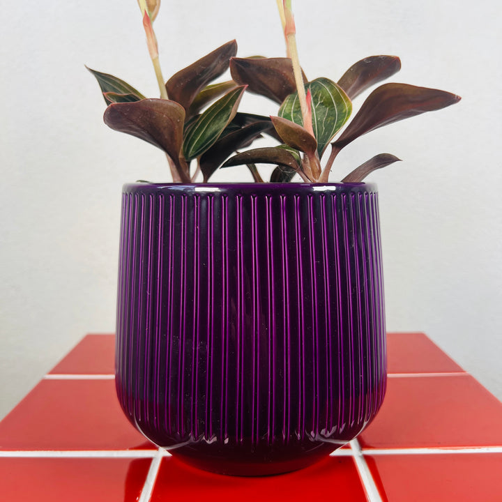 Aubergine Ceramic Pot