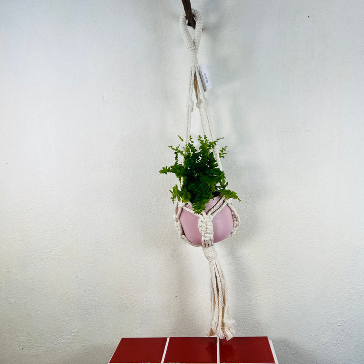 White Macrame plant hangar