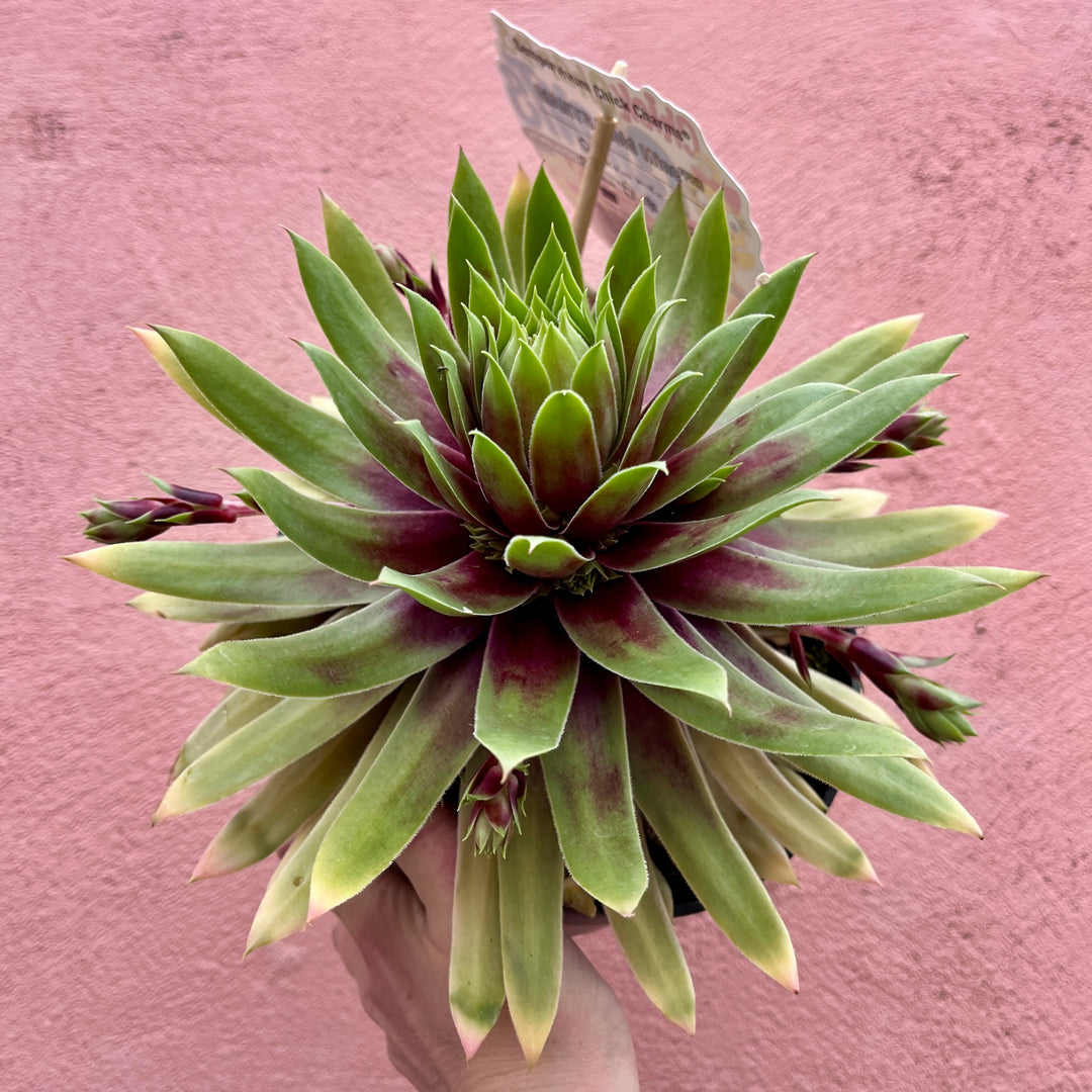 Sempervivum Chick Charms® 'Gold Mine' – Hens and Chicks