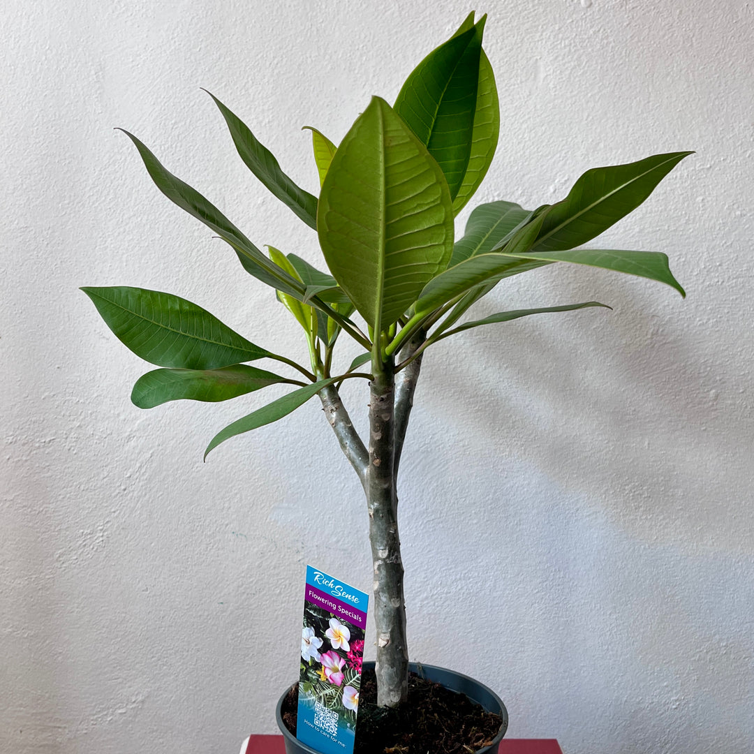 Plumeria rubra 'Hawaiian Mix' (Frangipani Mix)