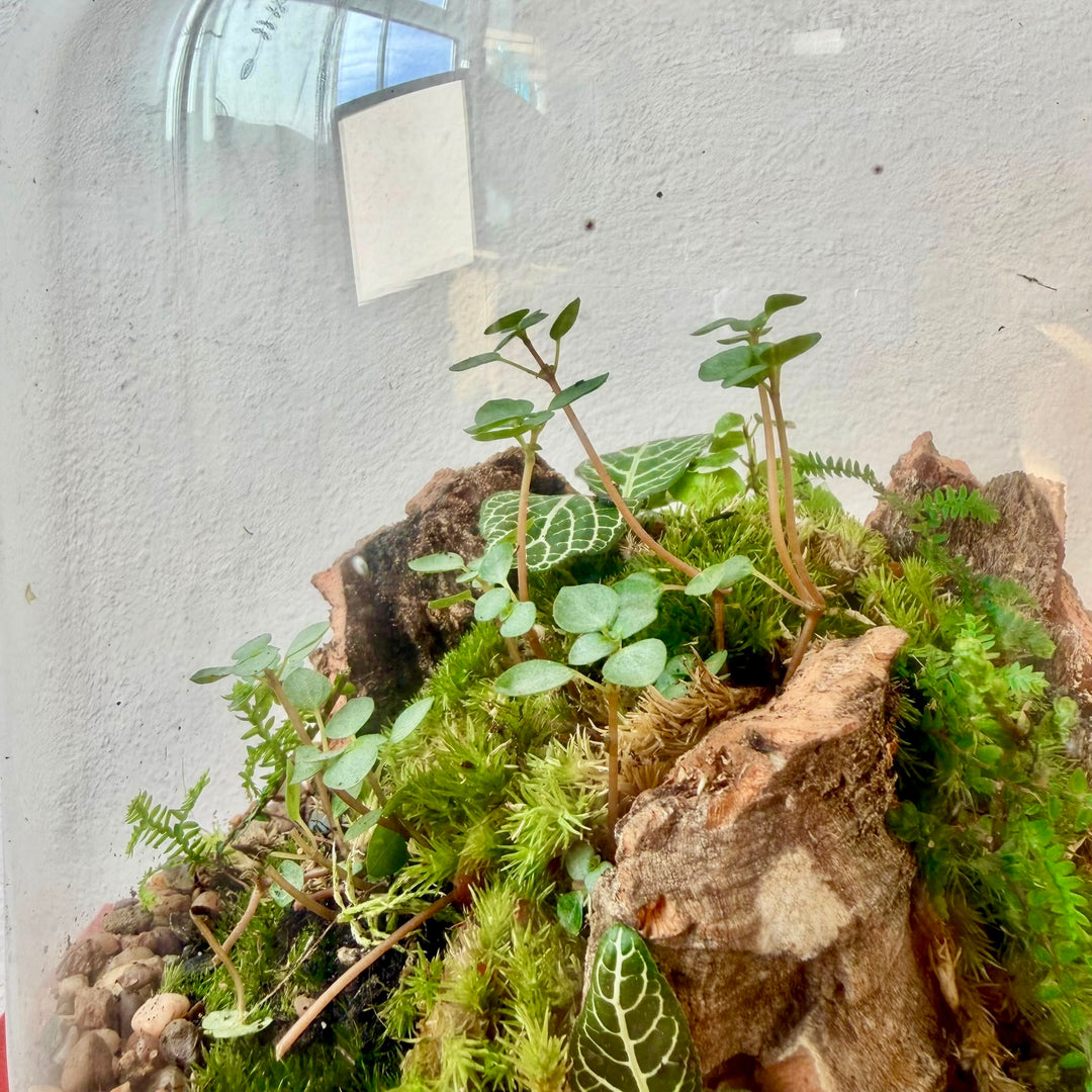 Plant.Studio 'Moss Island' Terrarium