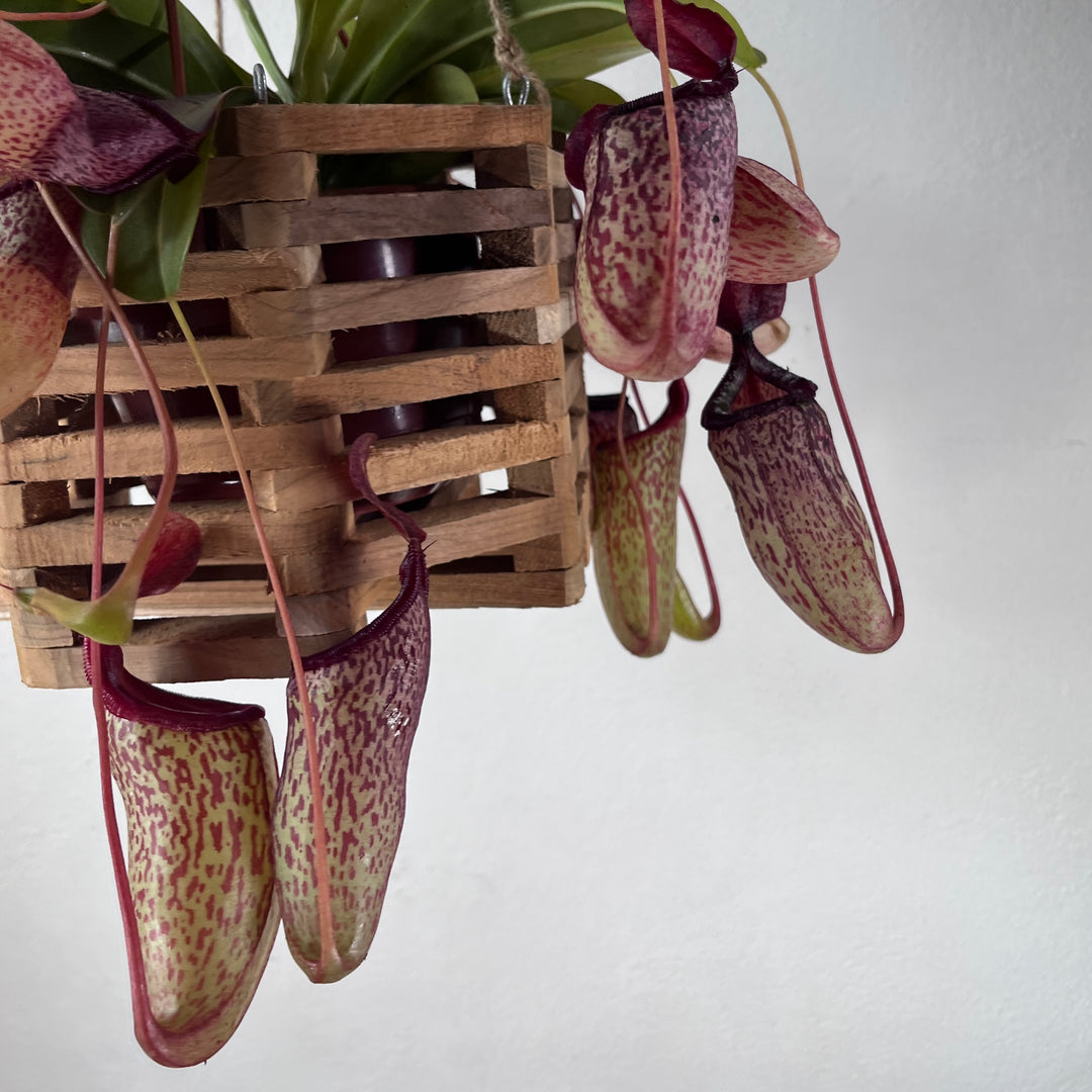 Wooden Hanging Basket Planter