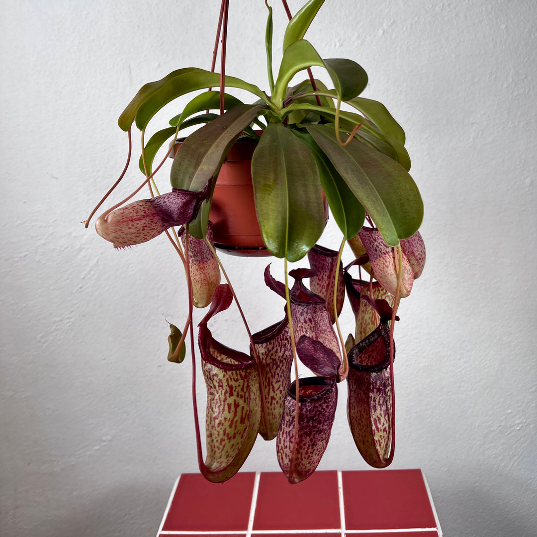 Nepenthes 'Sam' – Tropical Pitcher Plant