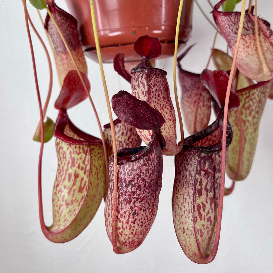 Nepenthes 'Sam' – Tropical Pitcher Plant