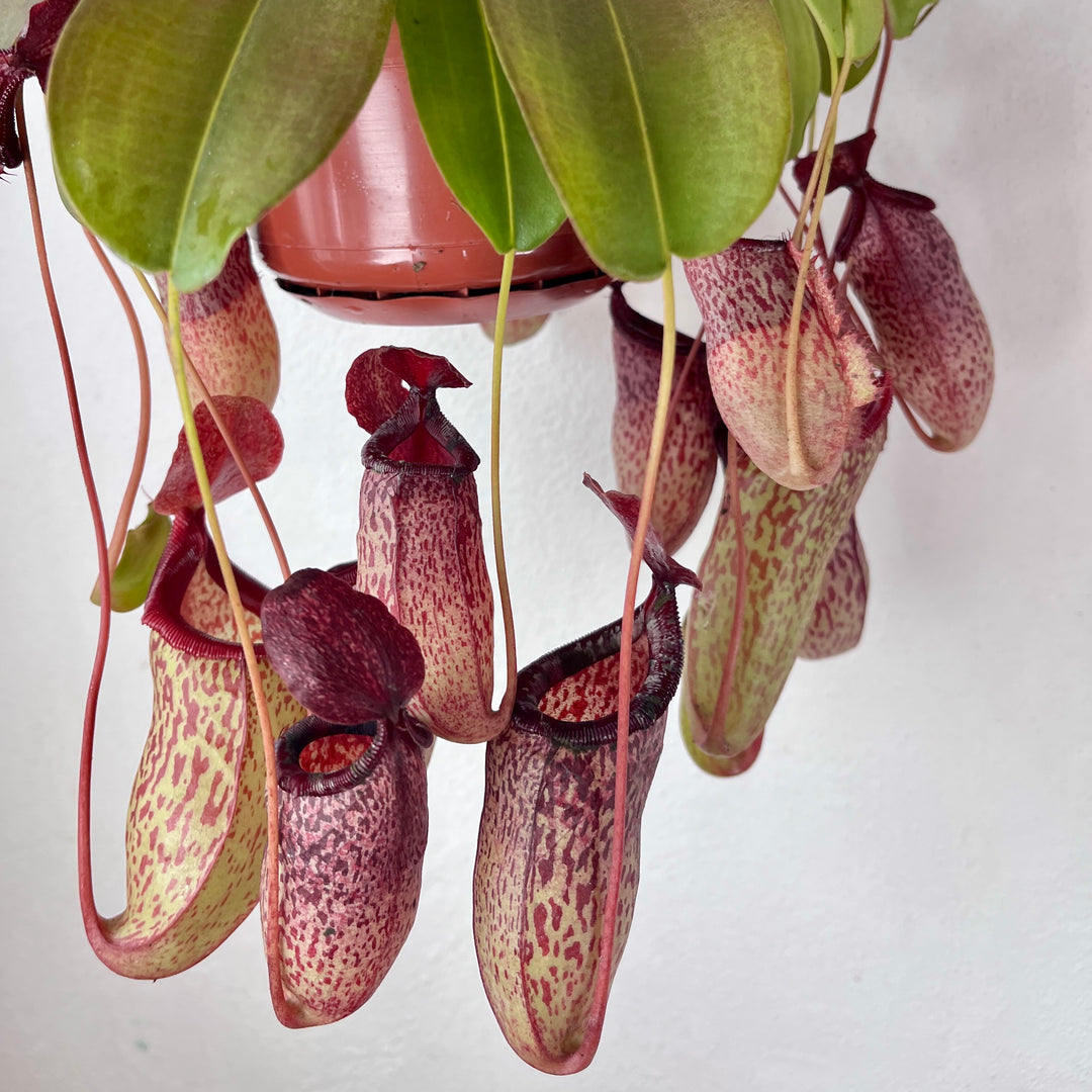 Nepenthes 'Sam' – Tropical Pitcher Plant