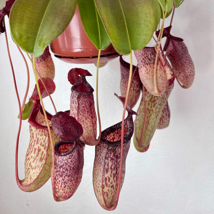 Nepenthes 'Sam' – Tropical Pitcher Plant