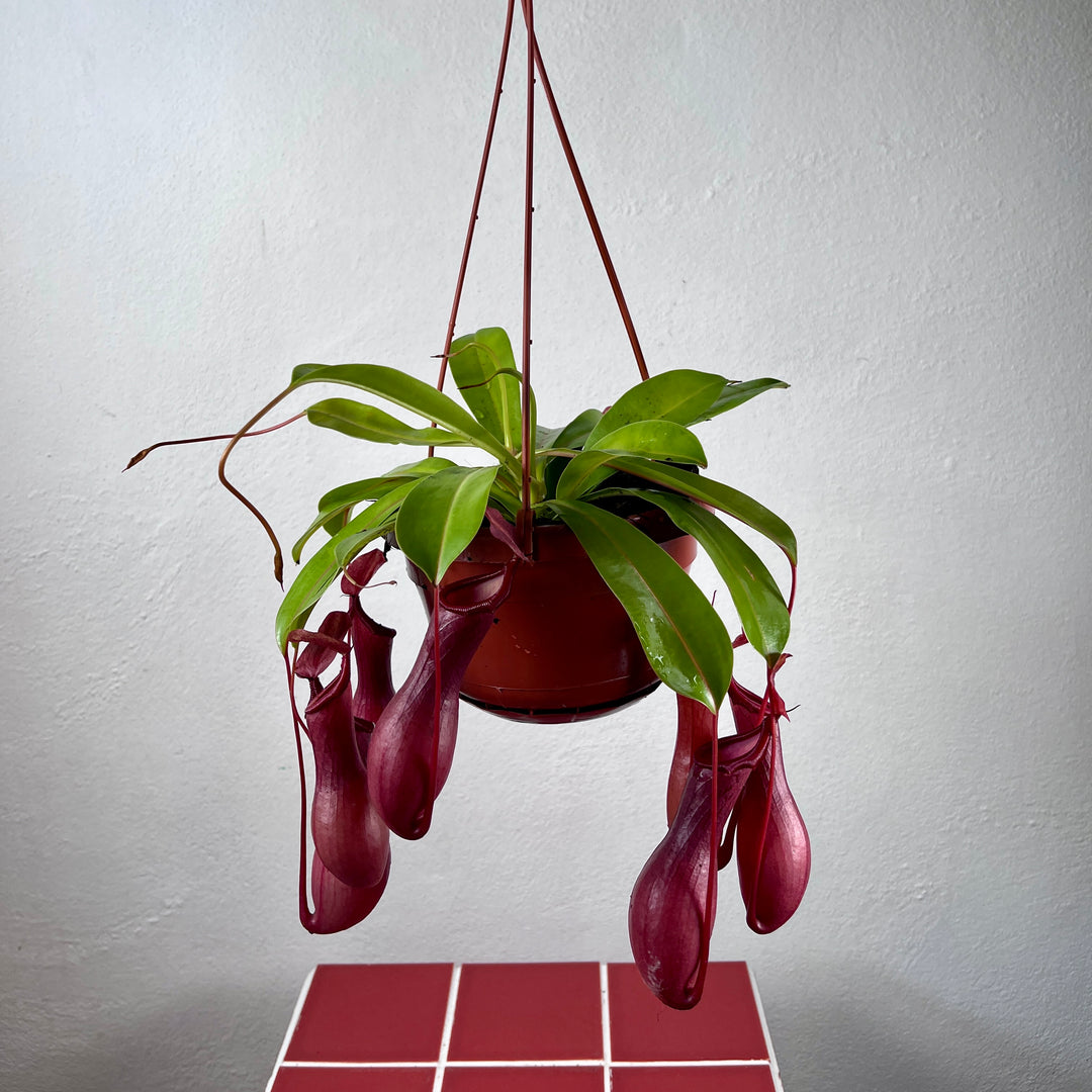 Nepenthes × ventrata – Tropical Pitcher Plant