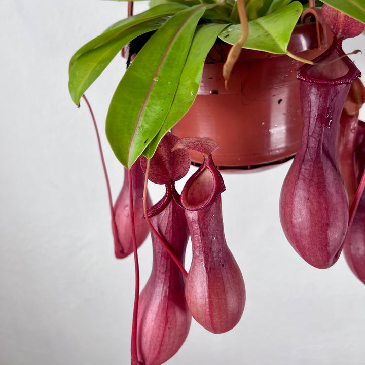 Nepenthes × ventrata – Tropical Pitcher Plant